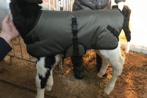 Попоны для телят