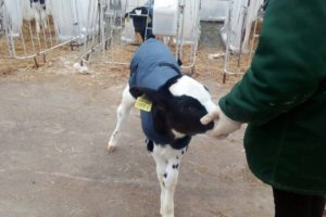 Попоны для телят