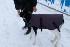 Попоны для телят