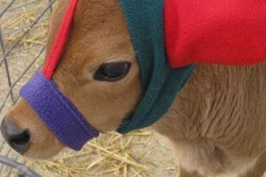 Шапочка для телят