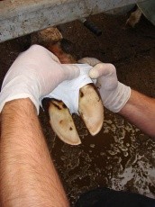 Перевязочные материалы для животноводства Перевязочные материалы для животноводства