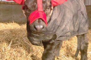 Шапочка для телят