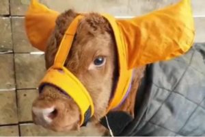 Шапочка для телят