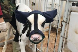 Шапочка для телят