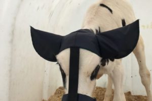 Шапочка для телят